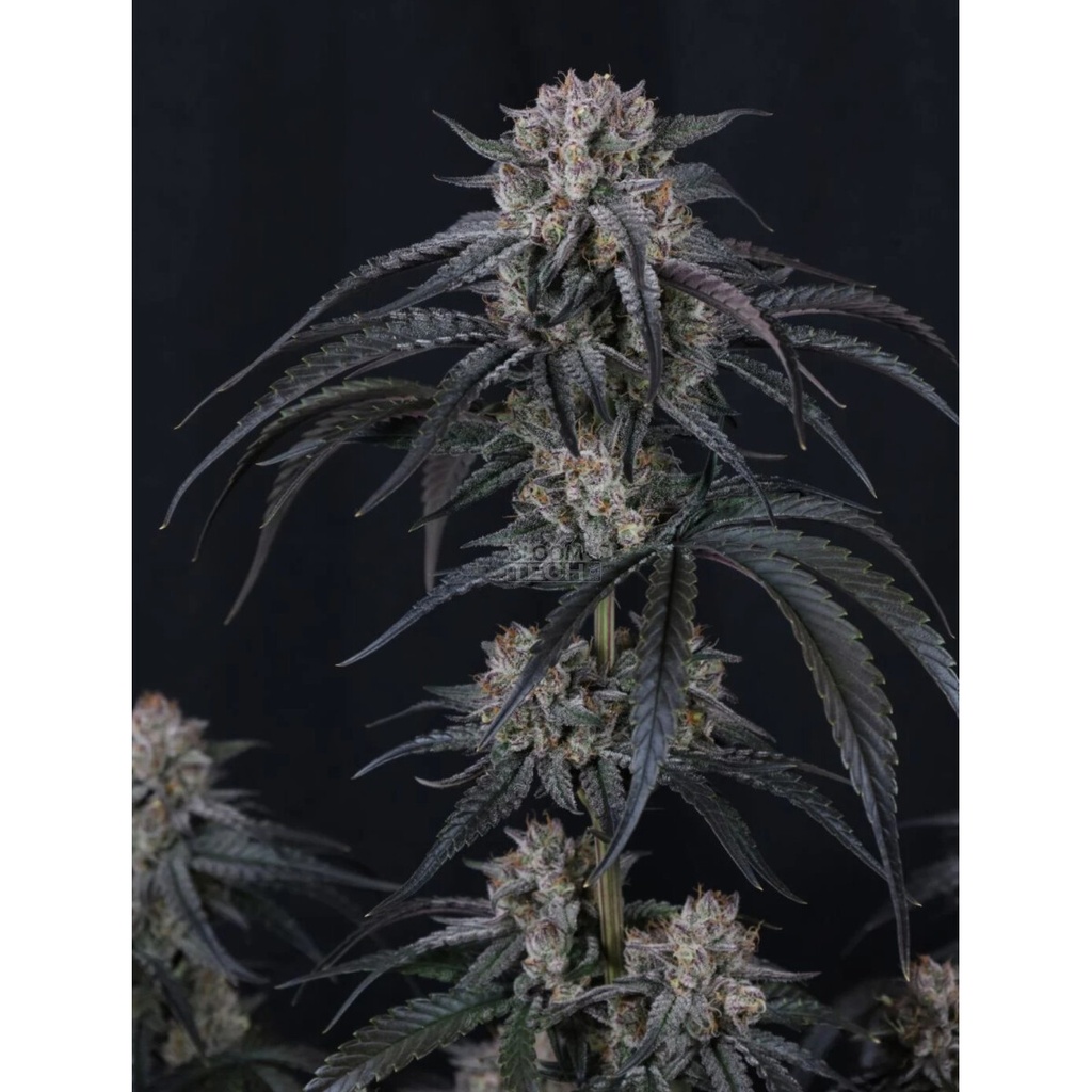 Fast Buds Mango Frost Fem Auto 3St.