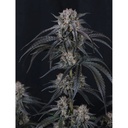 Fast Buds Mango Frost Fem Auto 3St.