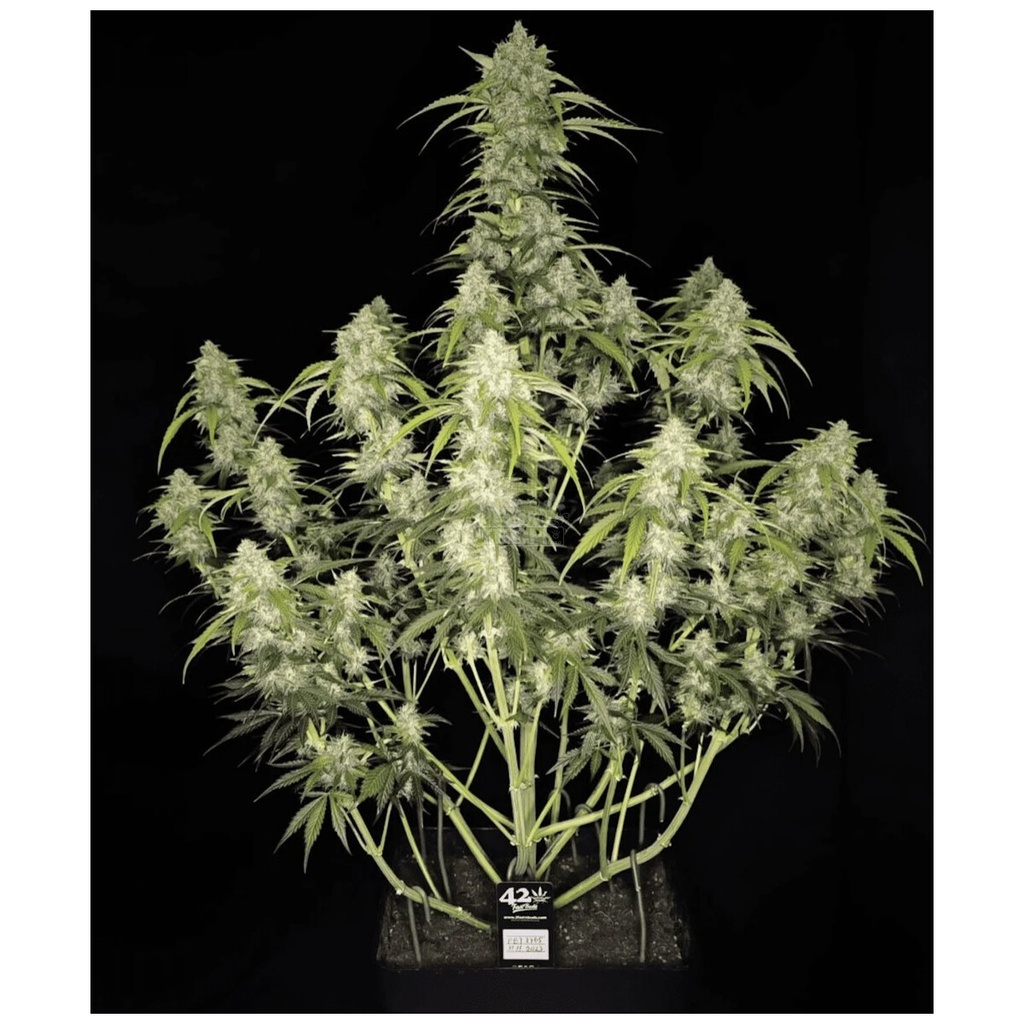 Fast Buds Papaya Cookies Auto Fem 3St.