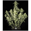 Fast Buds Papaya Cookies Auto Fem 3St.