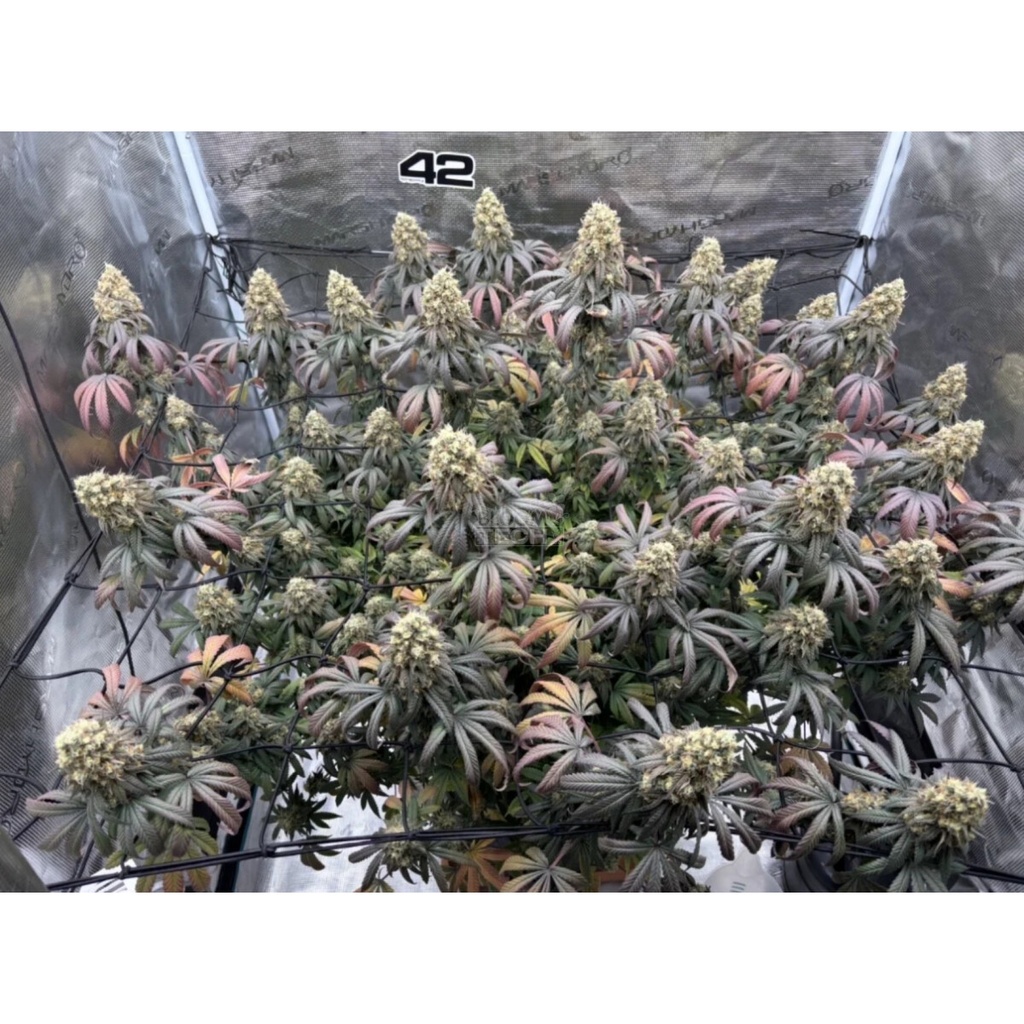 Fast Buds Papayton Fem 3St.