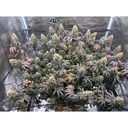 Fast Buds Papayton Fem 3St.