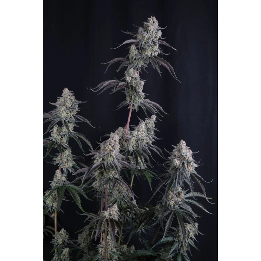 Fast Buds Pineapple OG Fem Auto 3St.