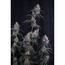 Fast Buds Pineapple OG Fem Auto 3St.