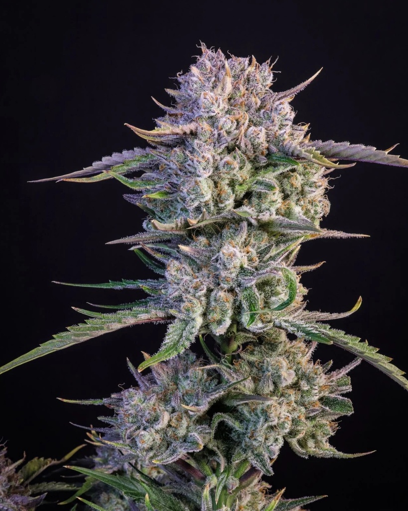 Fast Buds Strawberry Gorilla Fem Auto 3St.