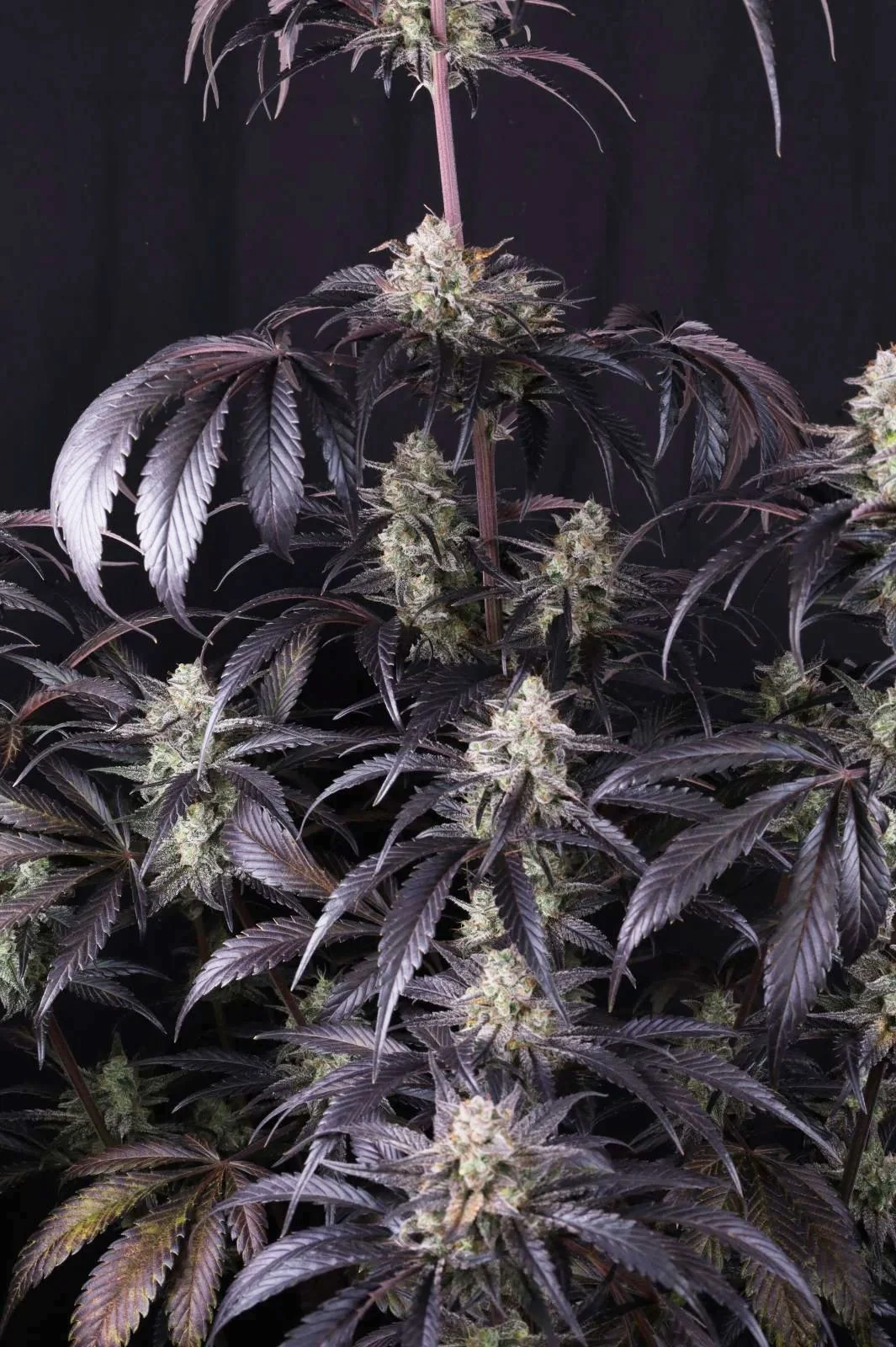 Fast Buds Strawberry Gorilla Auto RF3 Fem 3St.
