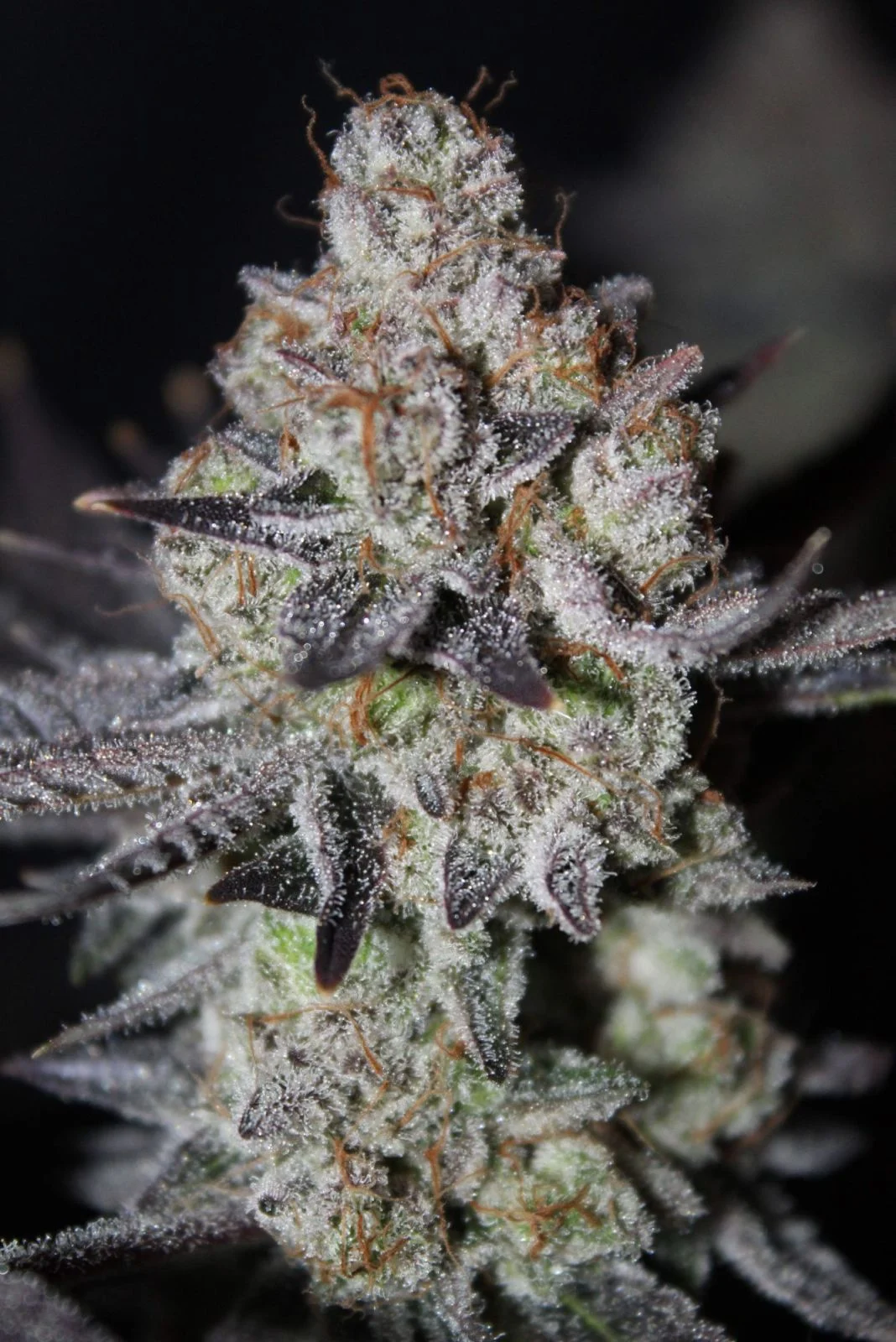 Fast Buds Tropicana Cookies FF Fem 3St.