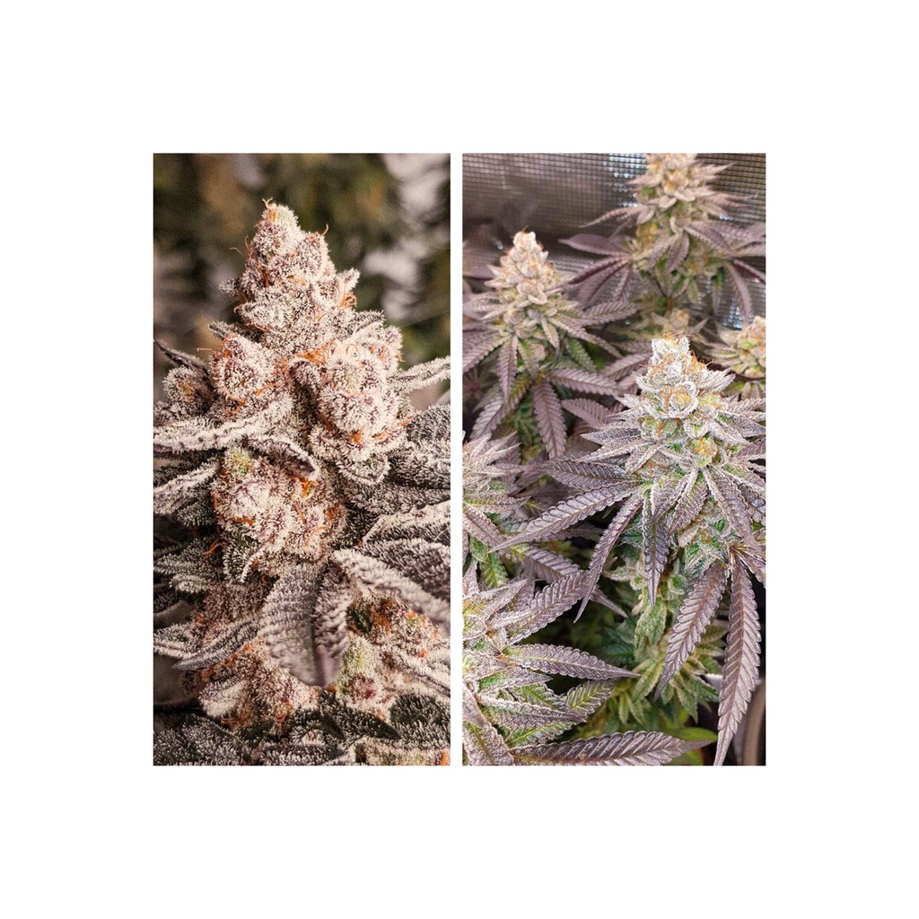 Dutch Passion Orange Bud 2.0 Fem 3St.