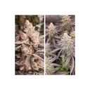 Dutch Passion Orange Bud 2.0 Fem 3St.