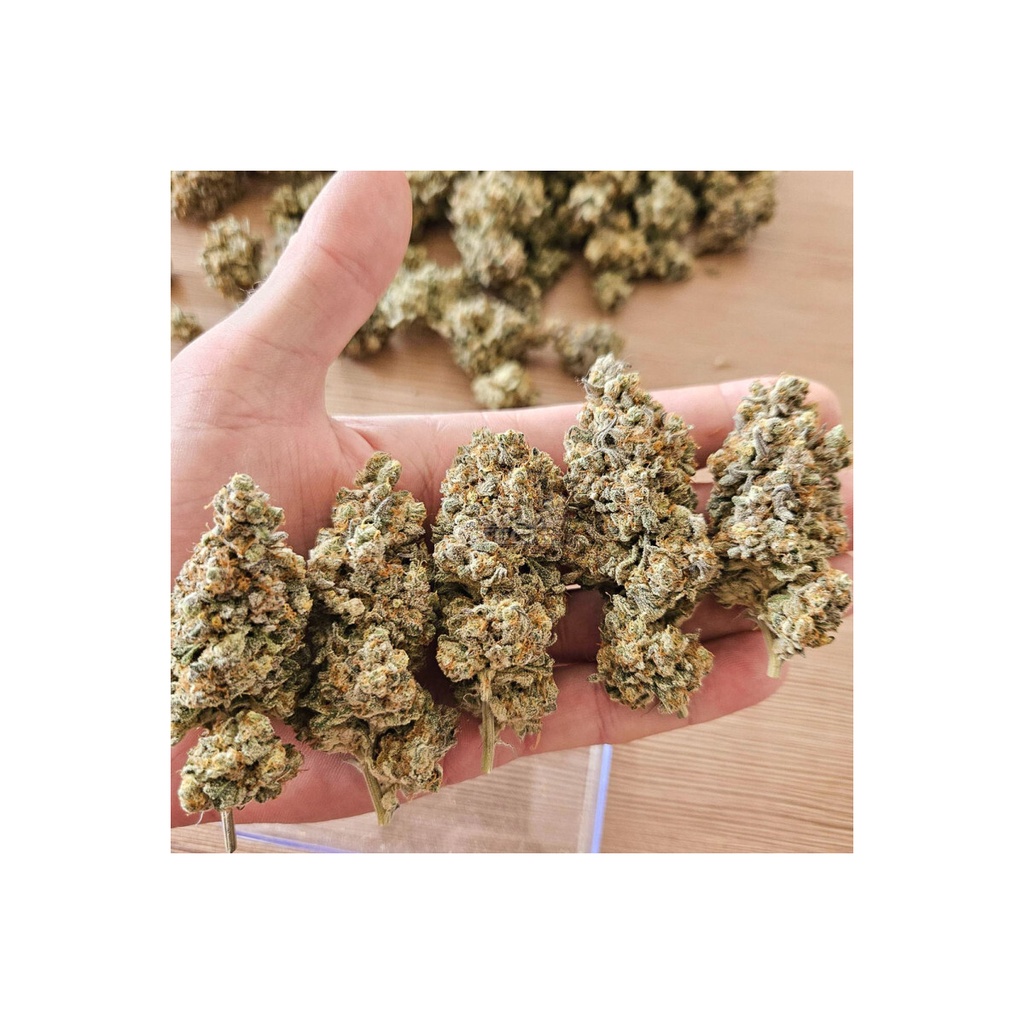 Dutch Passion Melonade Runtz Fem 3St.