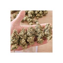 Dutch Passion Melonade Runtz Fem 3St.