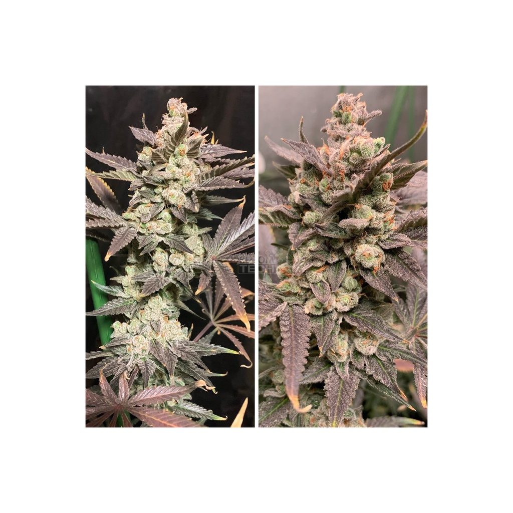 Dutch Passion Skywalker Haze Fem 3St.