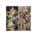 Dutch Passion Skywalker Haze Fem 3St.