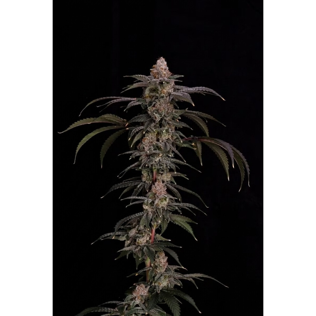 [BT-17628] Cipher Genetics Black Beretta Fem 3St.
