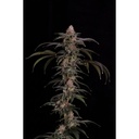 Cipher Genetics Black Beretta Fem 3St.