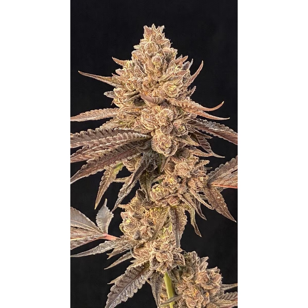 [BT-17630] Cipher Genetics Roze Lobster Fem 3St.
