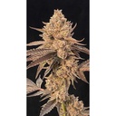 Cipher Genetics Roze Lobster Fem 3St.