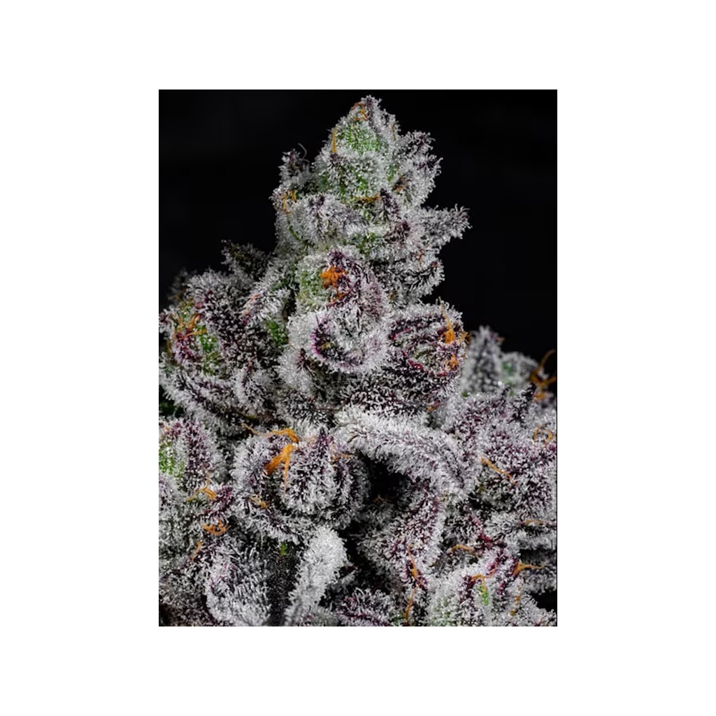 [BT-17637] Cipher Genetics Cotton Candy Lobster Fem 3St.