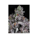 Cipher Genetics Cotton Candy Lobster Fem 3St.