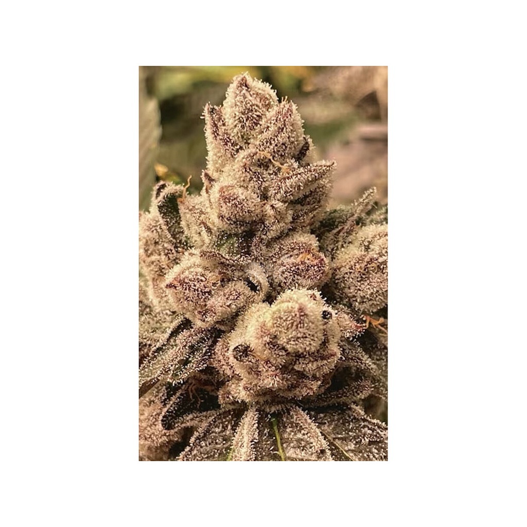 [BT-17640] Cipher Genetics BBL Fem 3St.
