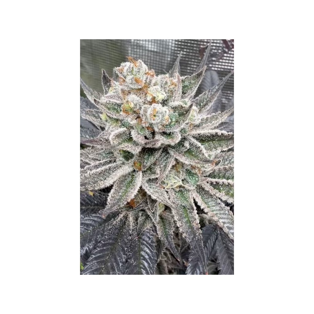 [BT-17642] Cipher Genetics Maui Lobster Fem 3St.