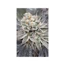 Cipher Genetics Maui Lobster Fem 3St.