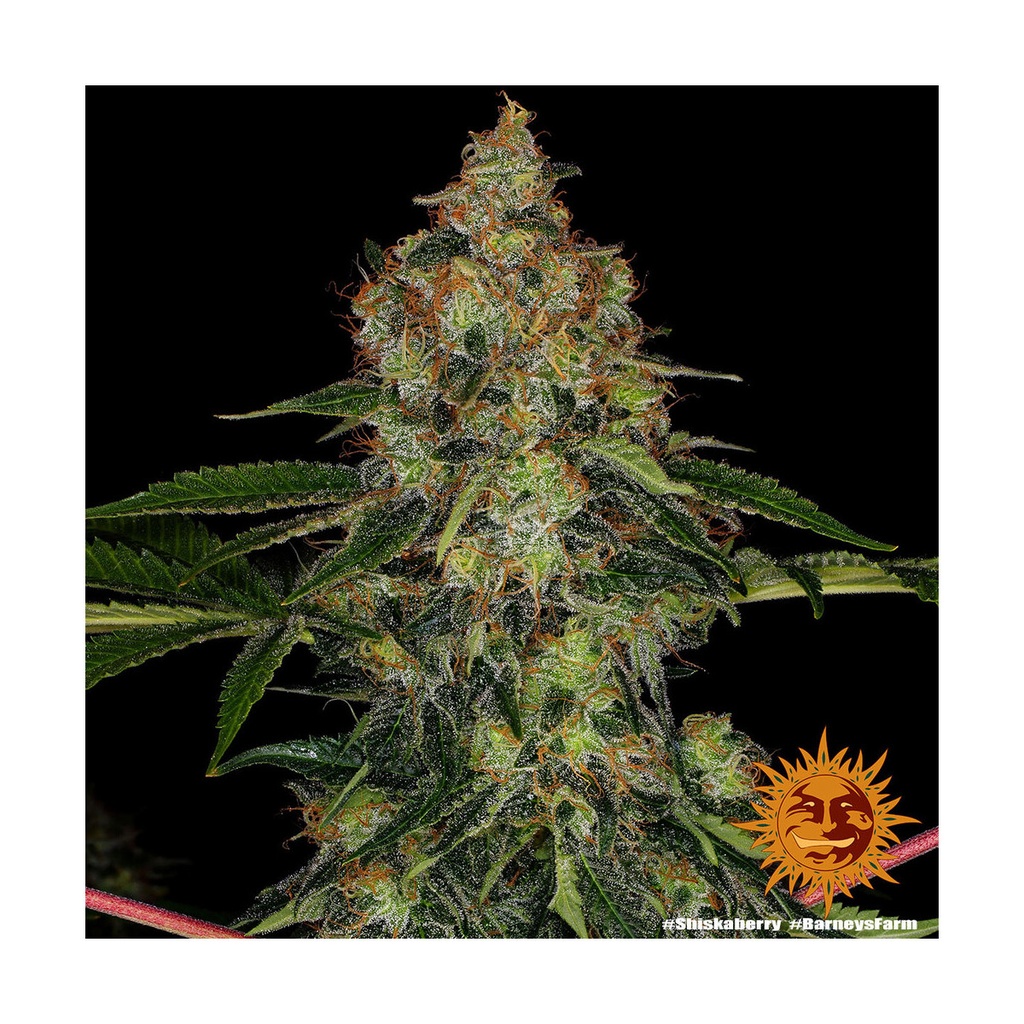 Barneys Farm Shiskaberry Fem 3St.