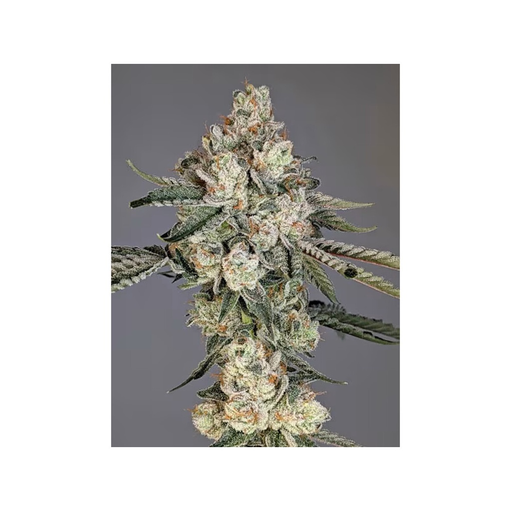 [BT-17641] Cipher Genetics Louis Lobster Fem 3St.
