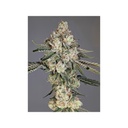 Cipher Genetics Louis Lobster Fem 3St.