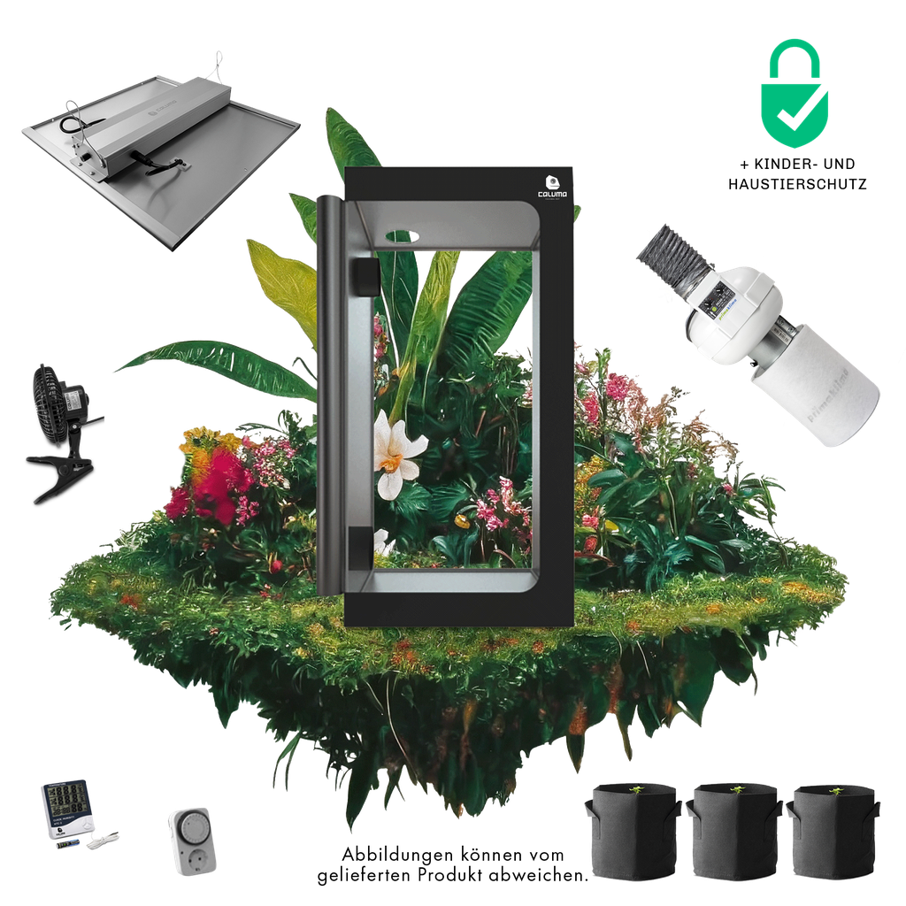 [10273] Caluma Set - 3 Plants Premium (100 x 100 cm, 240 W)