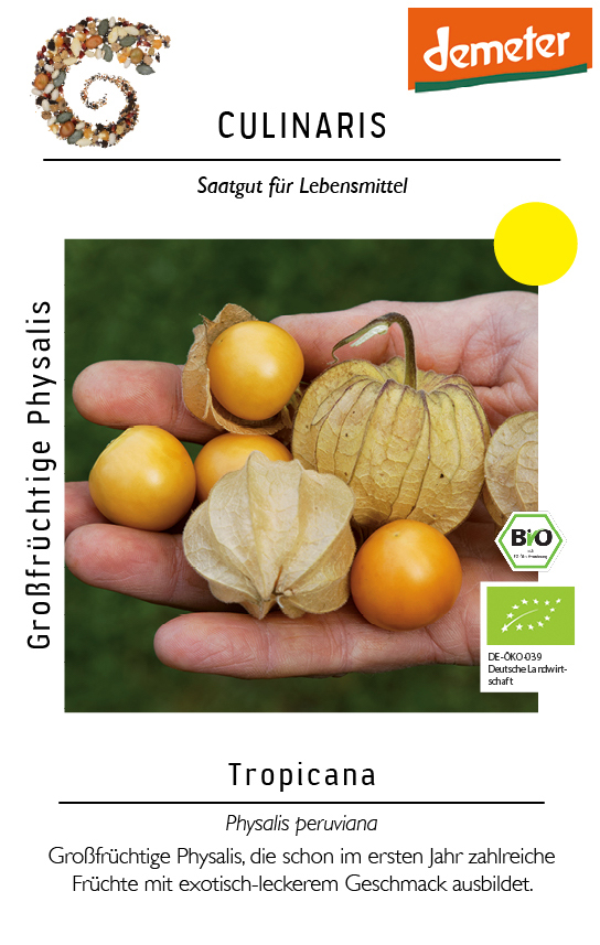 [14216] Großfrüchtige Physalis Tropicana
