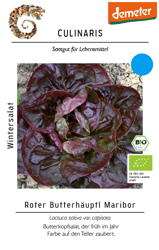 [14223] Wintersalat Roter Butterhäuptl Maribor