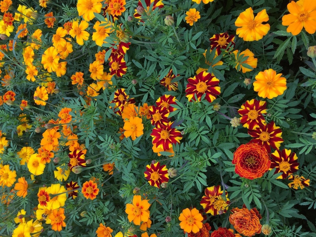 [14232] Buntblühende Tagetes Nova