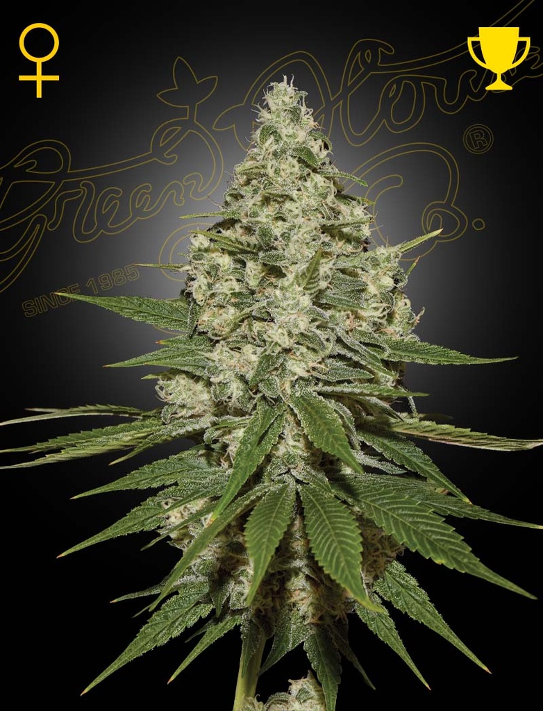 [14494] Green House Seed Co. Super Lemon Haze Fem. 3St.