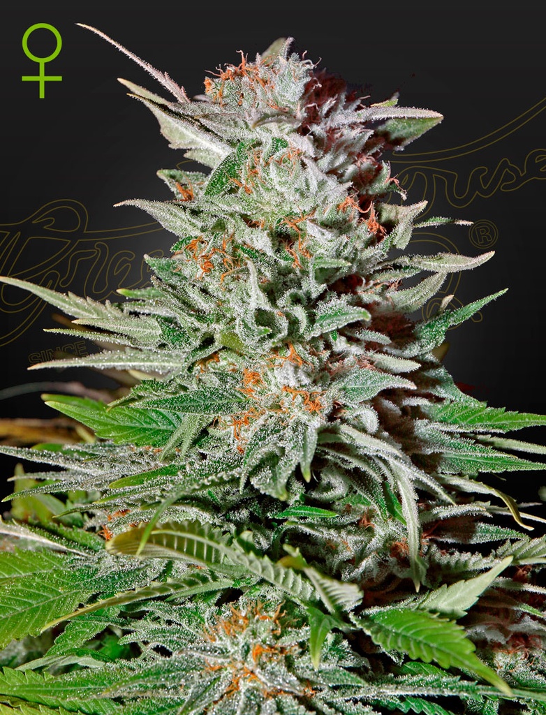 [14495] Green House Seed Co. Super Lemon Haze Auto Fem. 3St.