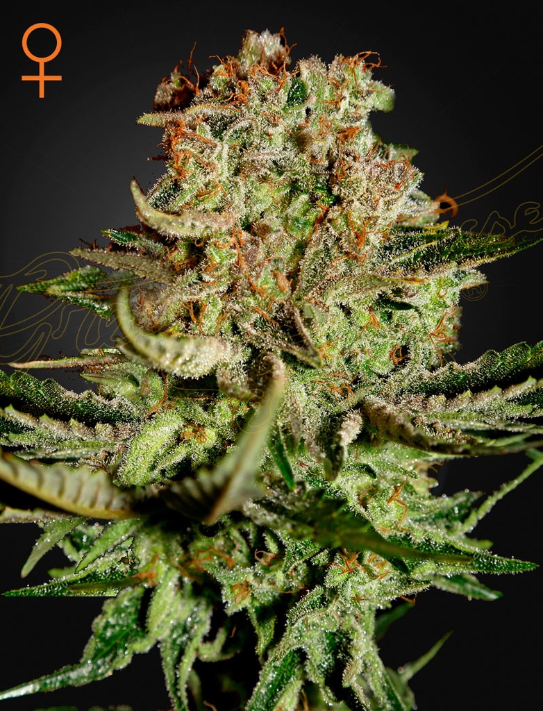 [14496] Green House Seed Co. Super Bud Fem. 3St