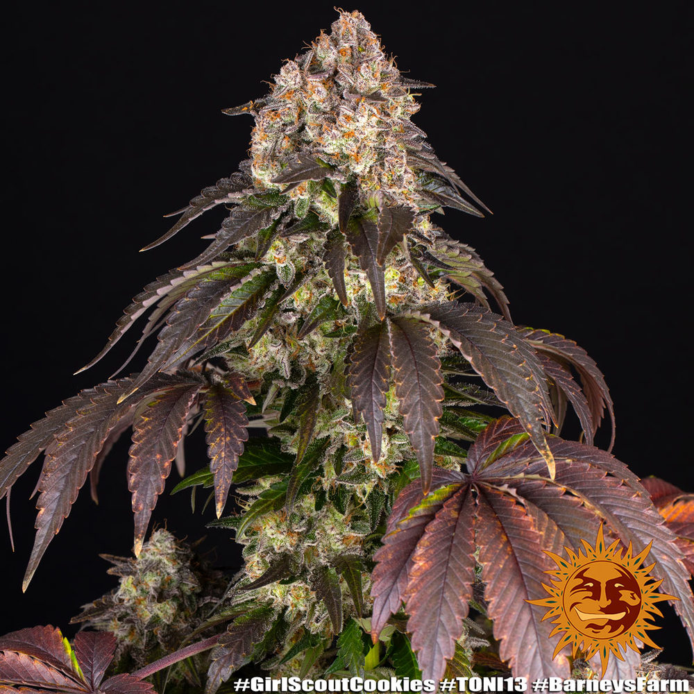 [14513] Barneys Farm Girl Scout Cookies Fem. 3St.