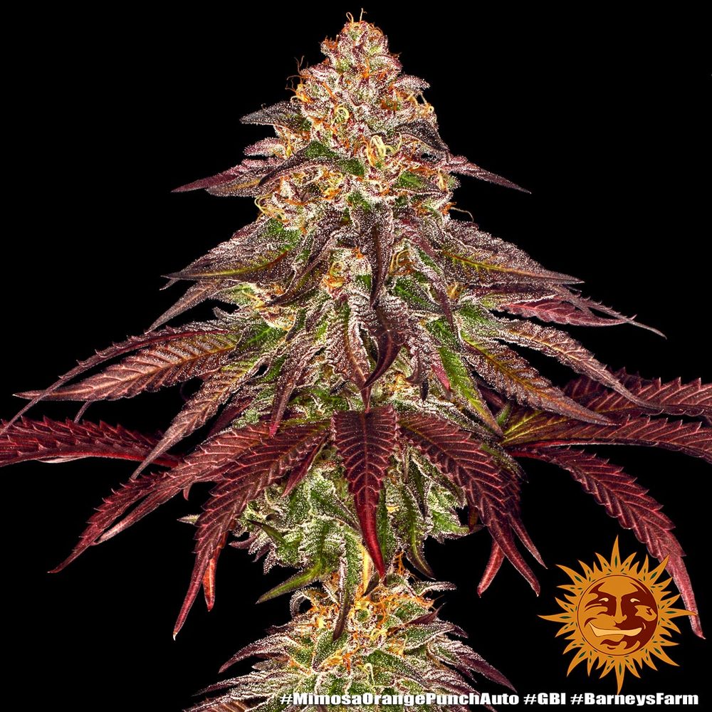 [14514] Barneys Farm Mimosa x Orange Punch Auto Fem. 3St.