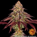 Barneys Farm Mimosa x Orange Punch Auto Fem. 3St.