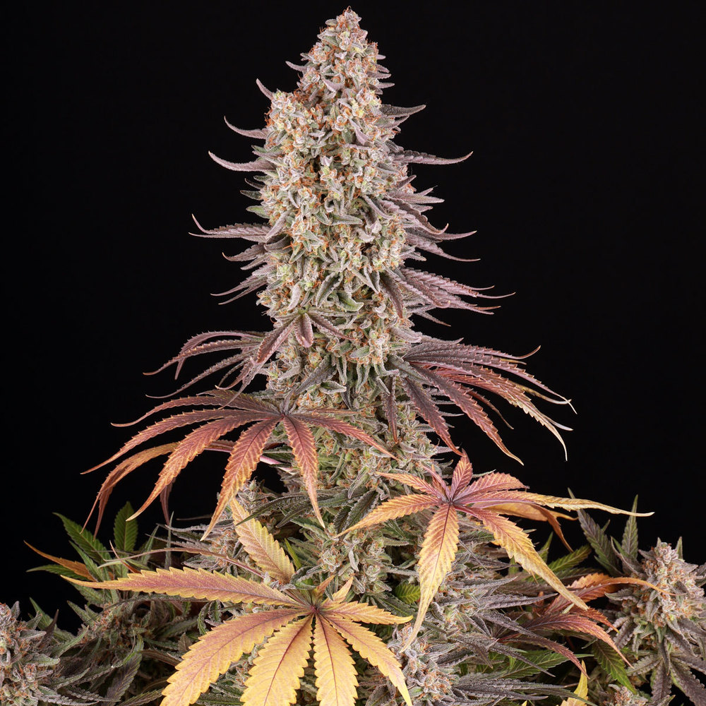 [14515] Barneys Farm Sour Strawberry Fem. 3St.