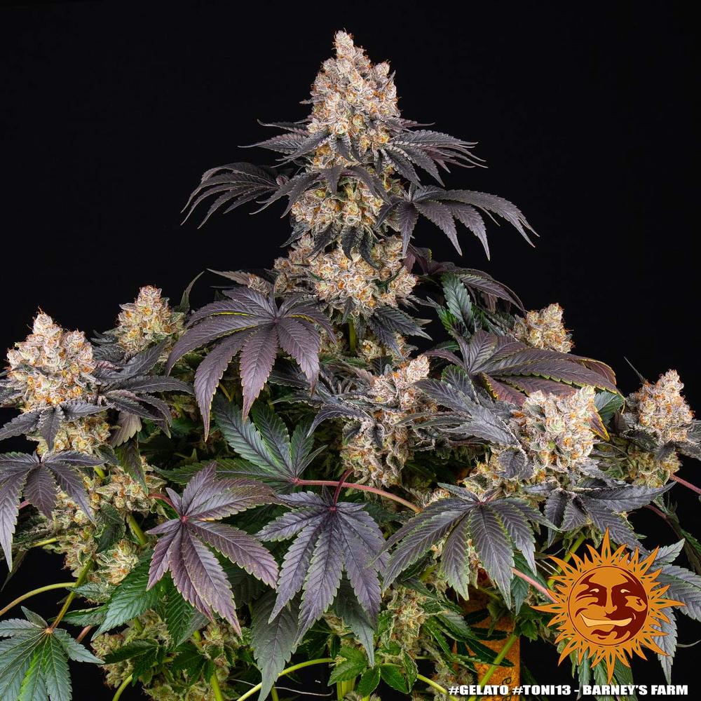 [14516] Barneys Farm Gelato Fem. 3St.