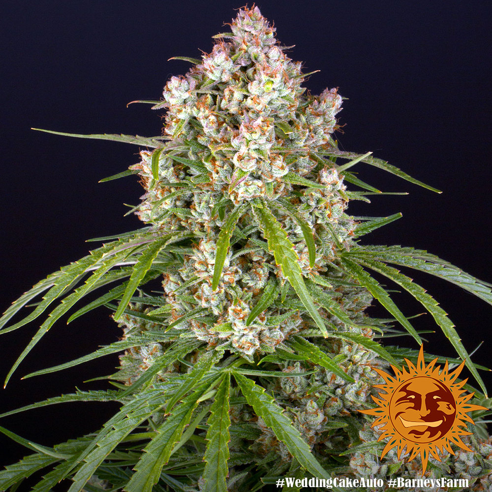 [14517] Barneys Farm Wedding Cake Auto Fem. 3St.