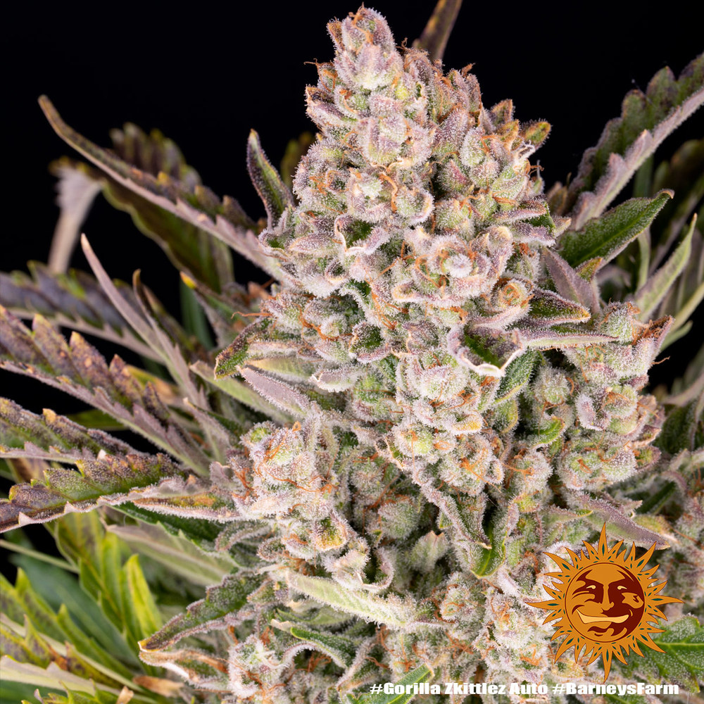 [14518] Barneys Farm Gorilla Zkittlez Auto Fem. 3St.