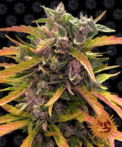 [14519] Barneys Farm Gorilla Glue Auto Fem. 3St.