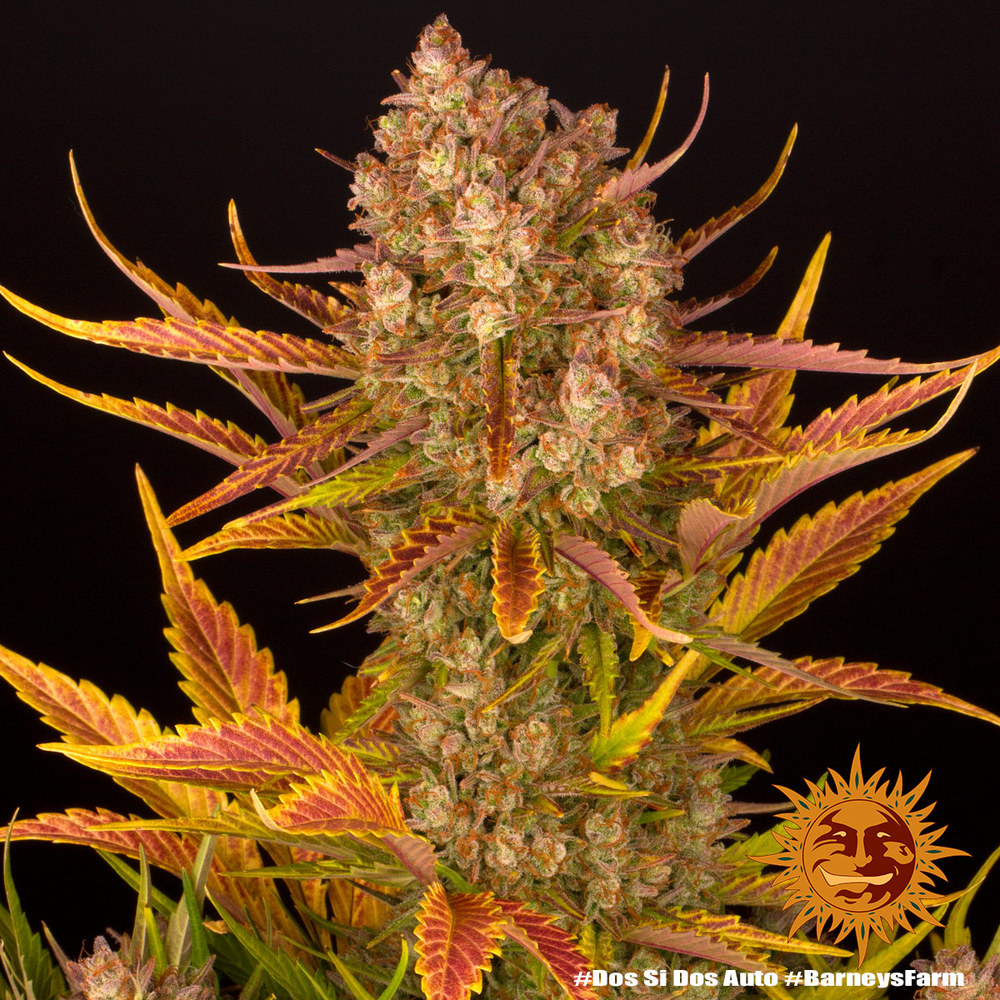 [14520] Barneys Farm Do-Si-Dos Auto Fem. 3St.