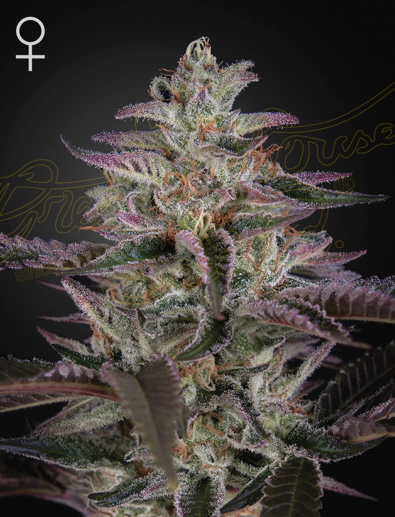 [14521] Green House Seed Co. Banana Krumble Fem. 3St.