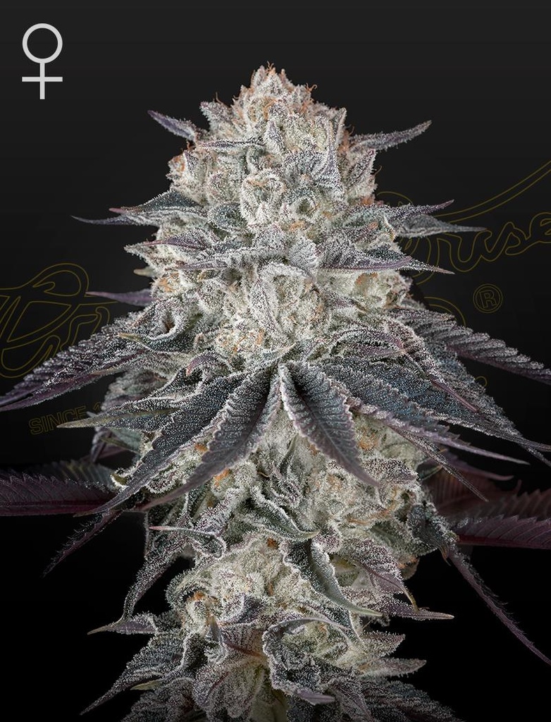 [14522] Green House Seed Co. Fullgas Fem. 3St.