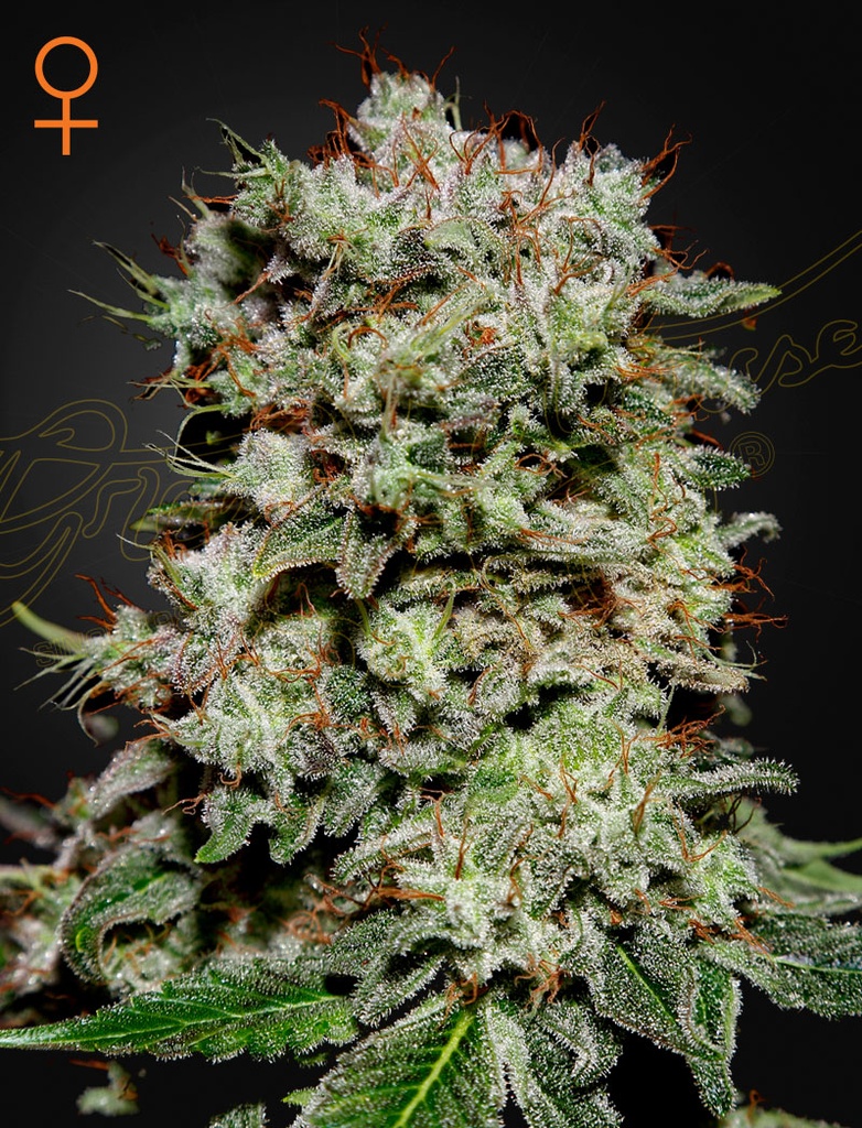 [14523] Green House Seed Co. Kalashnikova Fem. 3St.