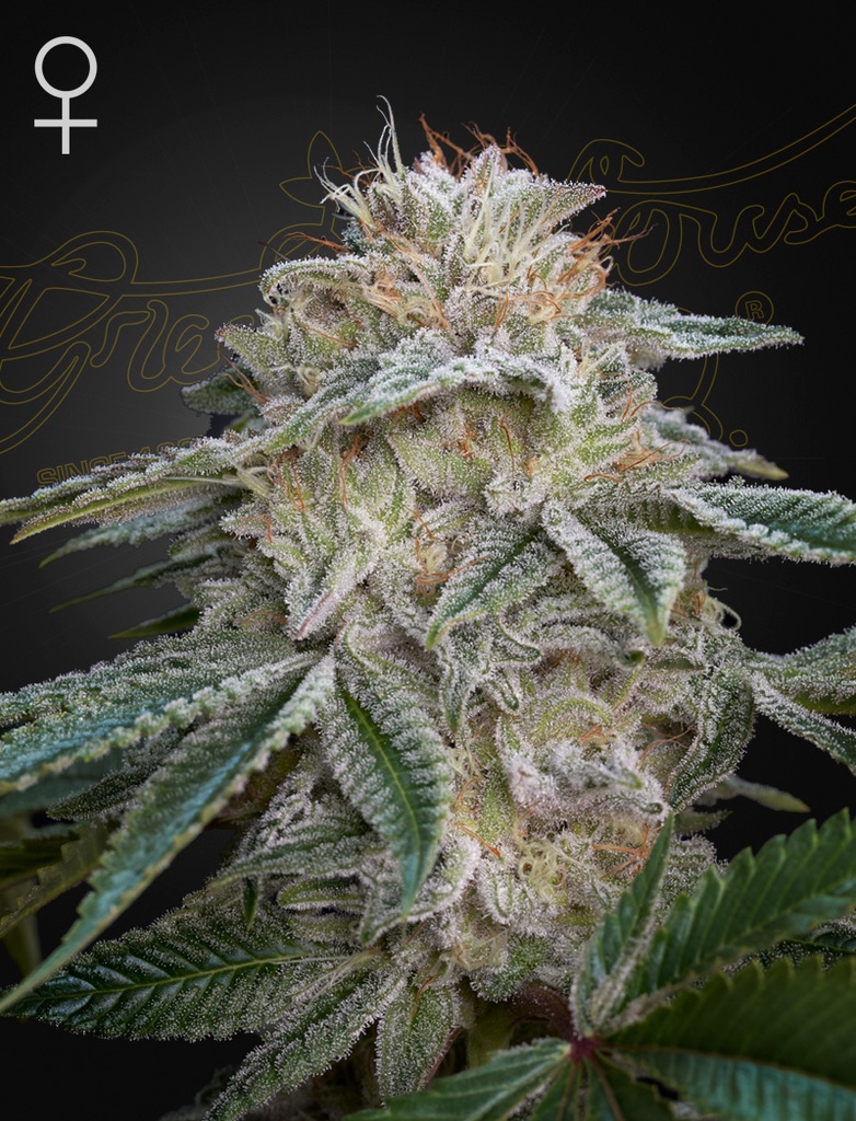 [14524] Green House Seed Co. Super Lemon Haze x GMO Fem. 3St.