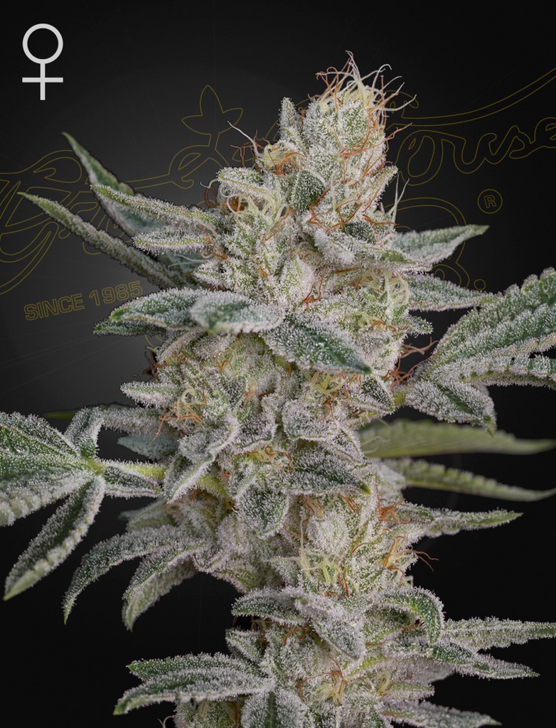 [14525] Green House Seed Co. Super Lemon Haze x RS11 Fem. 3St.